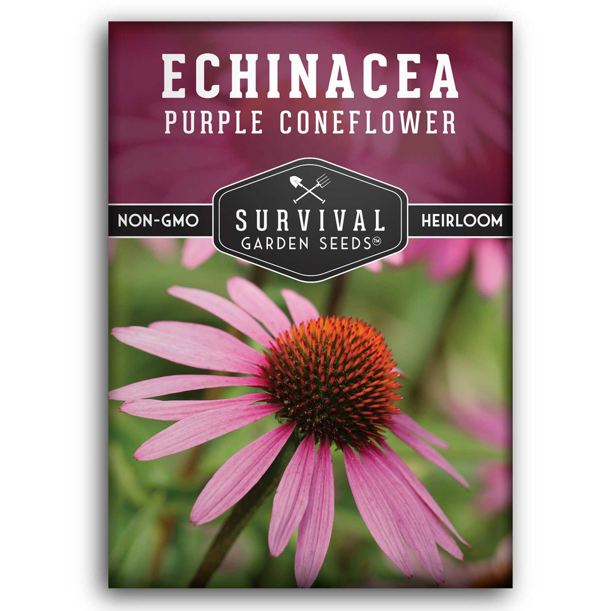 purple coneflower seeds