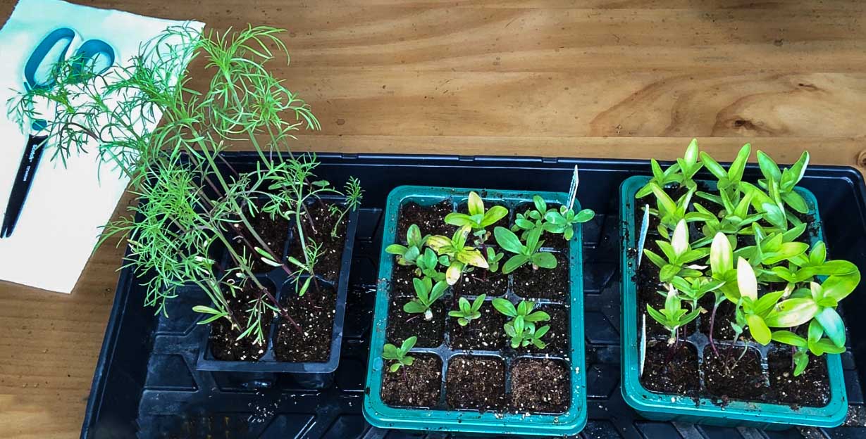 zinnia seedlings