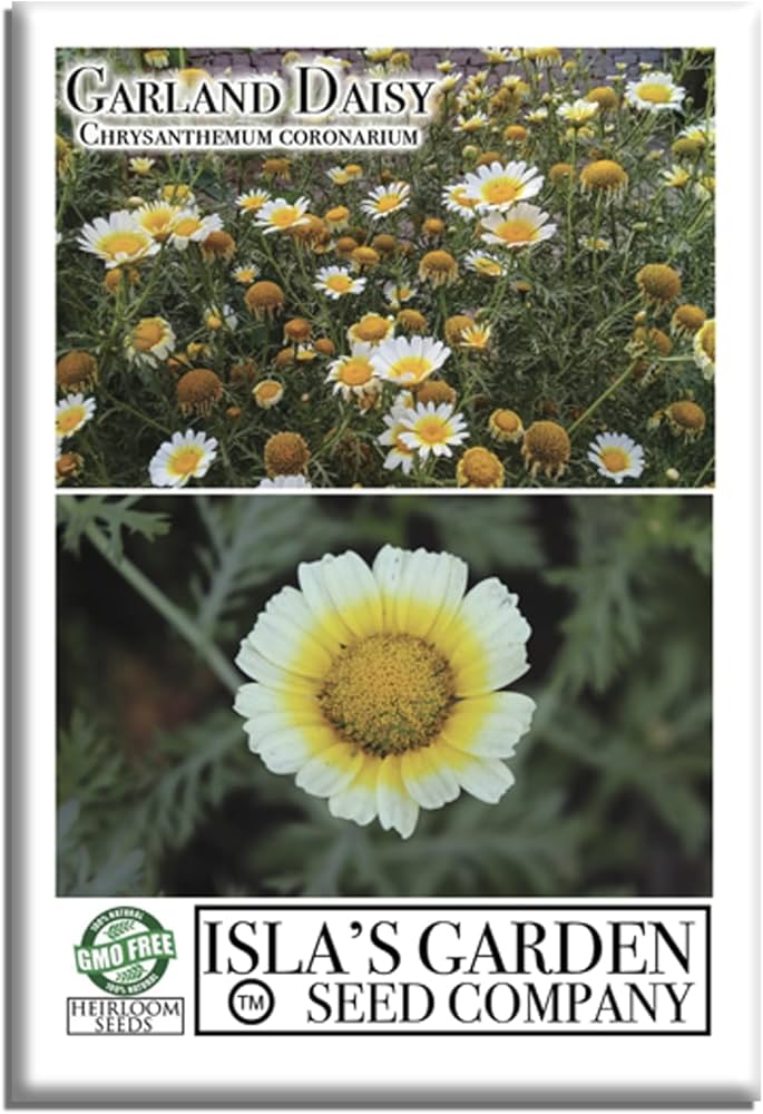 chrysanthemum seeds