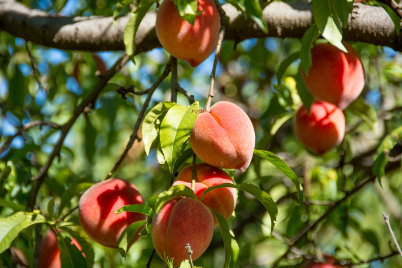 growing a peach tree from seed