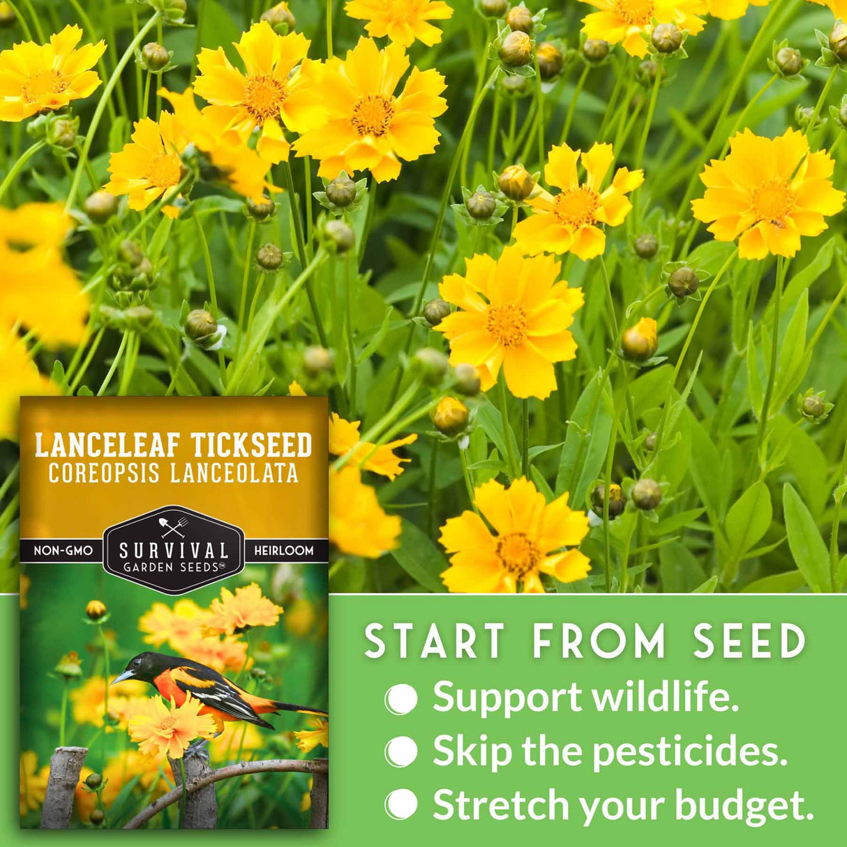 lanceleaf coreopsis