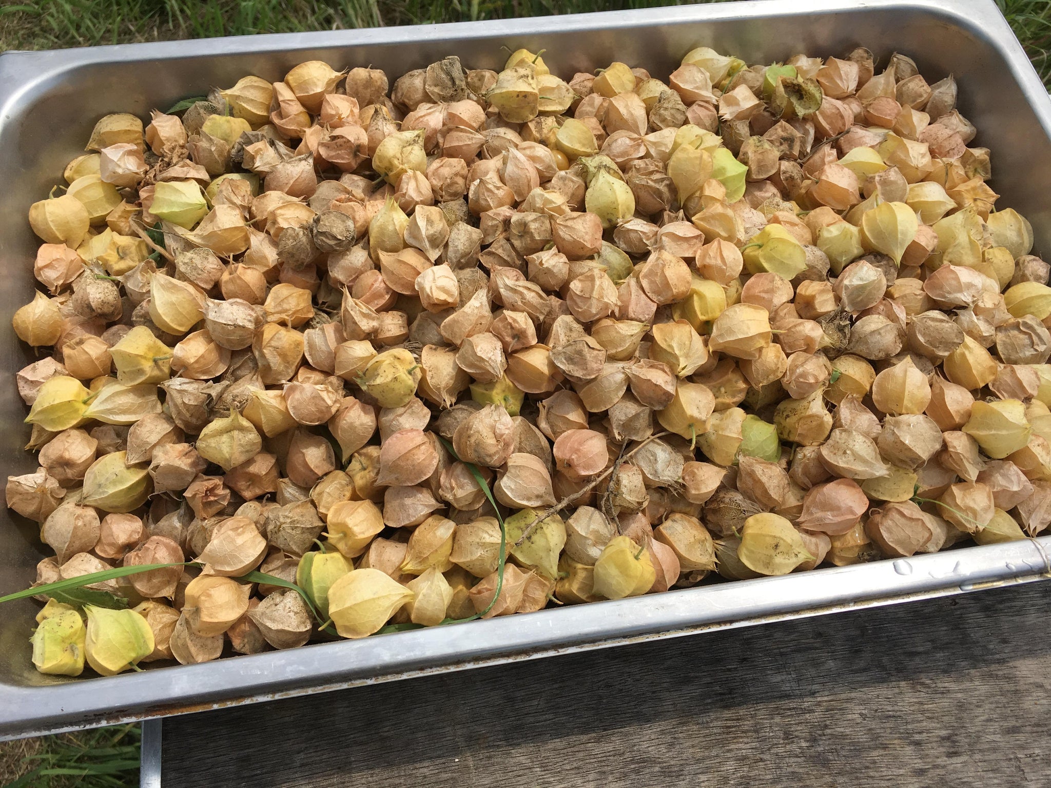 ground cherry seeds