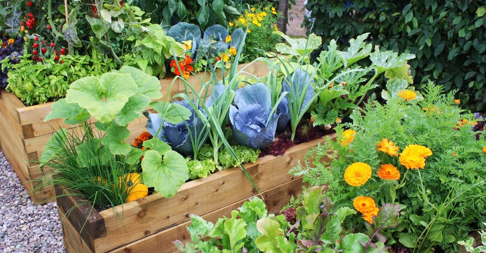 plant and garden