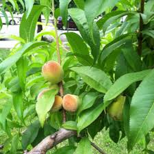 planting peach seeds