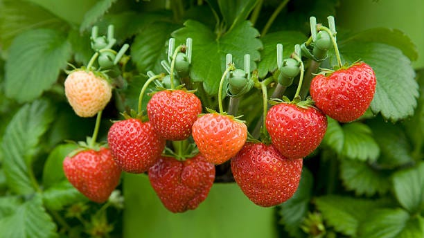 plants for the garden