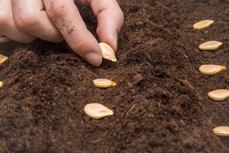 pumpkin seeds for planting