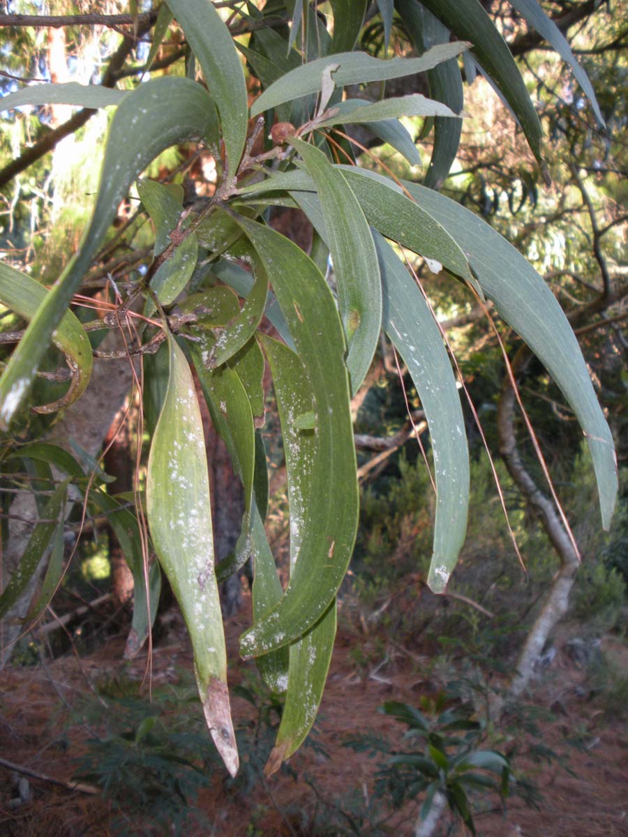 koa tree
