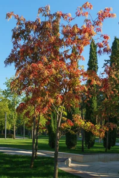 sourwood tree