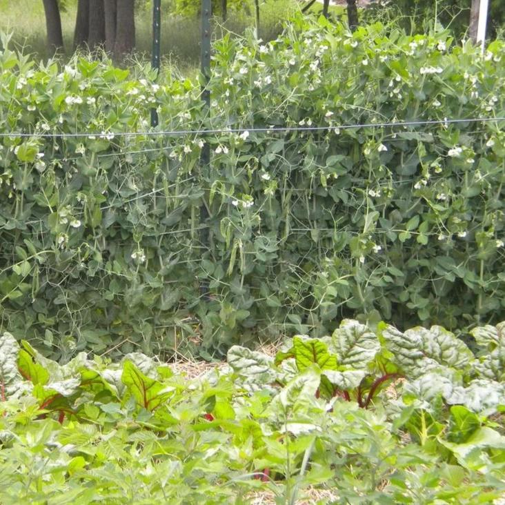 sugar snap pea seeds