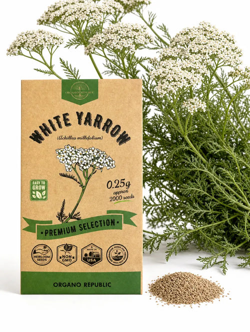 yarrow seeds