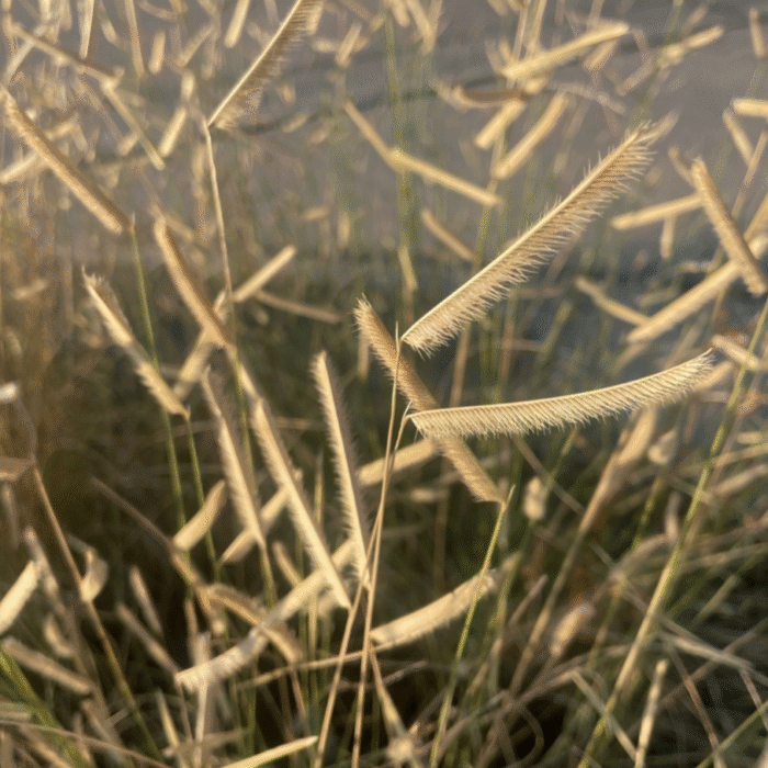 blue grama grass seed