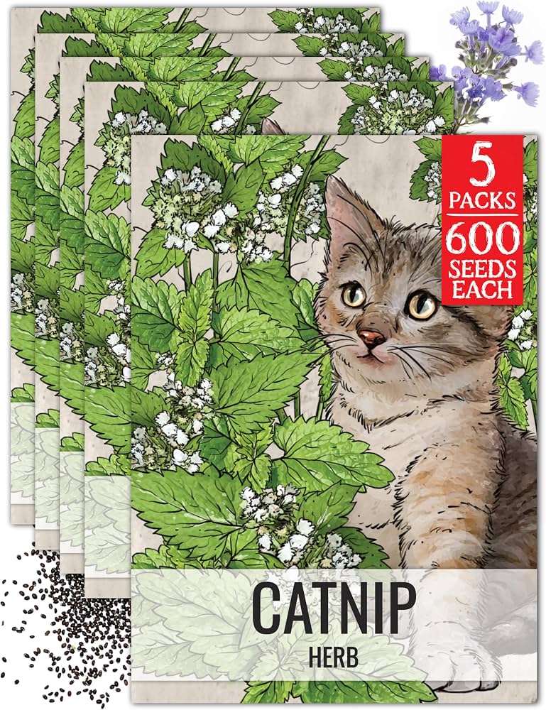 catnip seeds