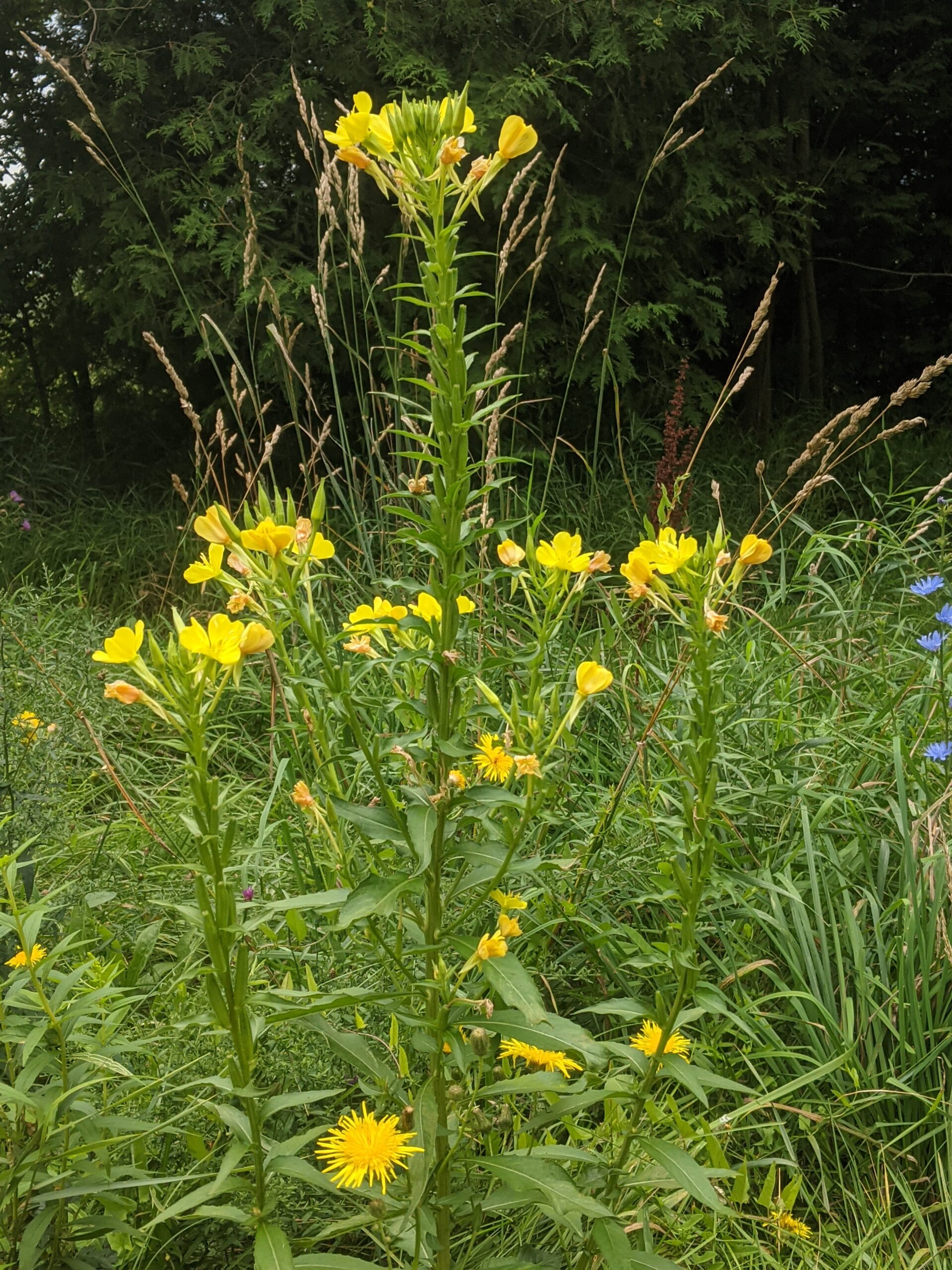 common evening primrose