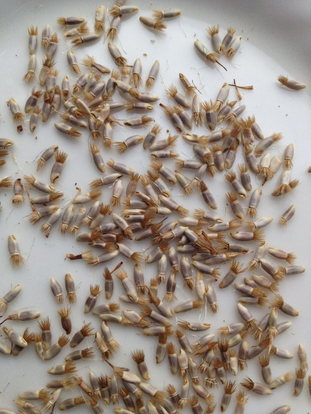 cornflower seeds