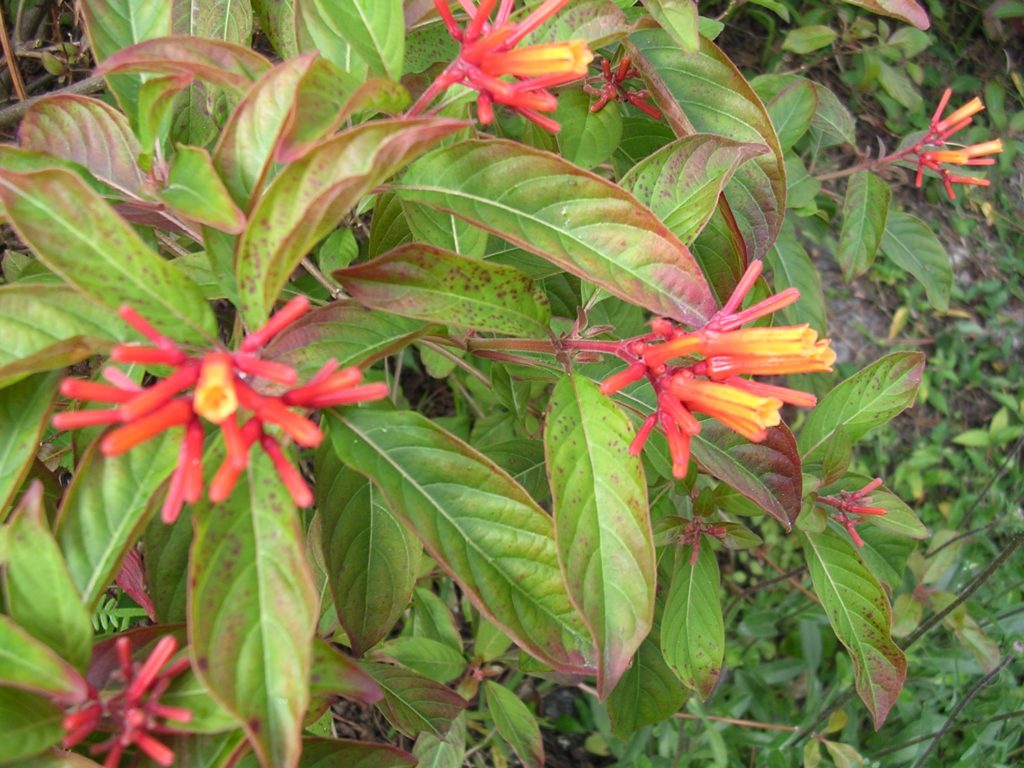 firebush