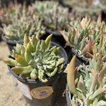 native plant nursery near me