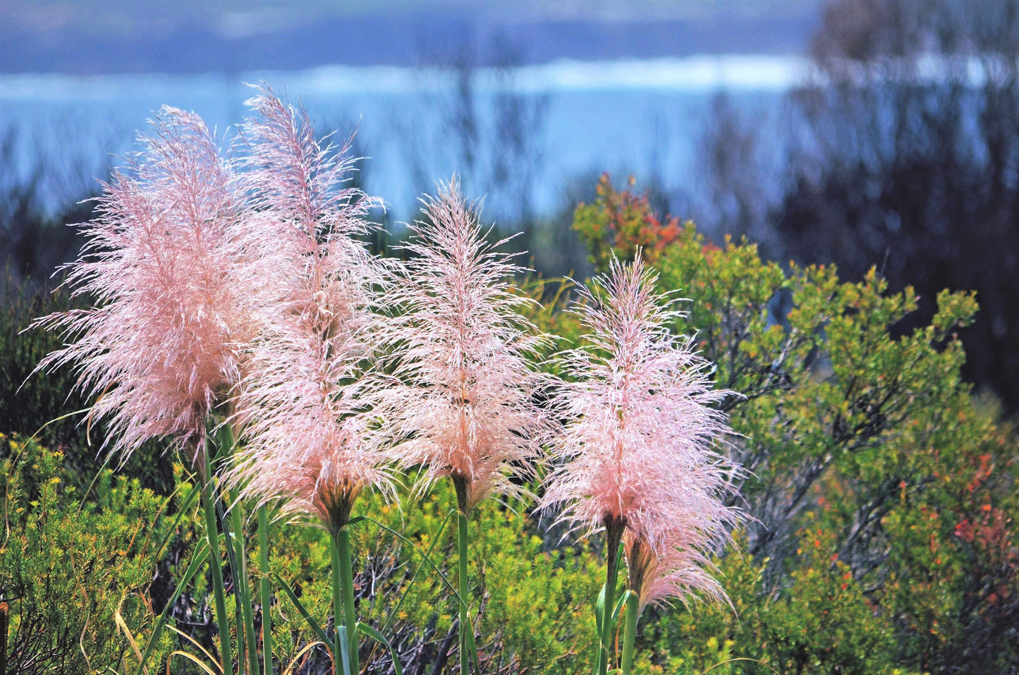 pampas grass seeds