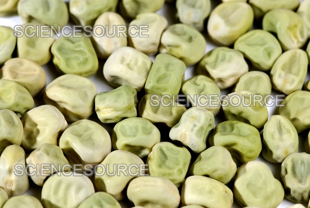 pea seeds