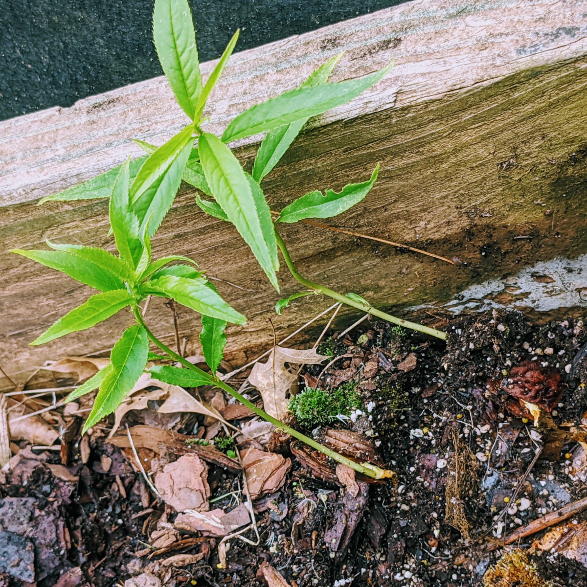 peach tree from seed